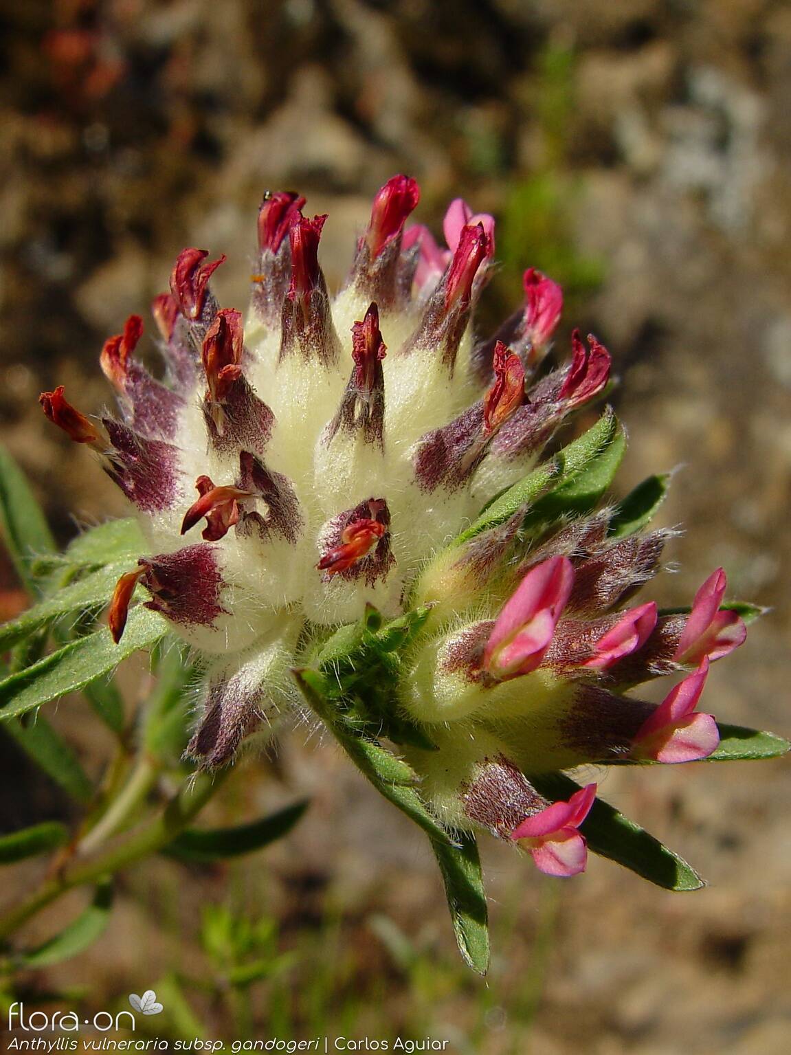Anthyllis vulneraria - Flor (geral) | Carlos Aguiar; CC BY-NC 4.0