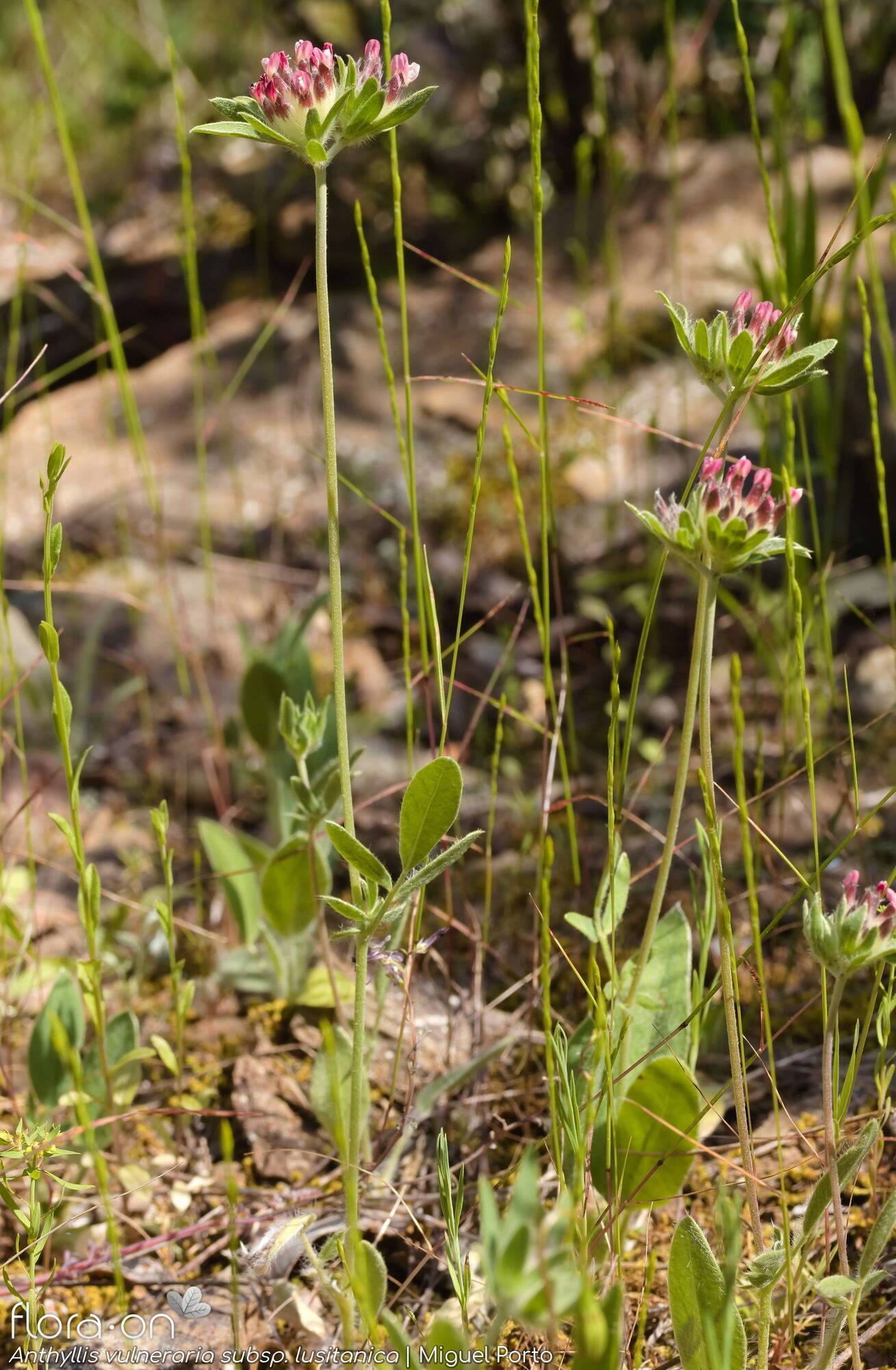Anthyllis vulneraria - Hábito | Miguel Porto; CC BY-NC 4.0
