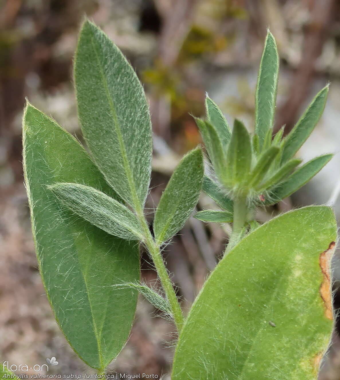 Anthyllis vulneraria - Folha | Miguel Porto; CC BY-NC 4.0