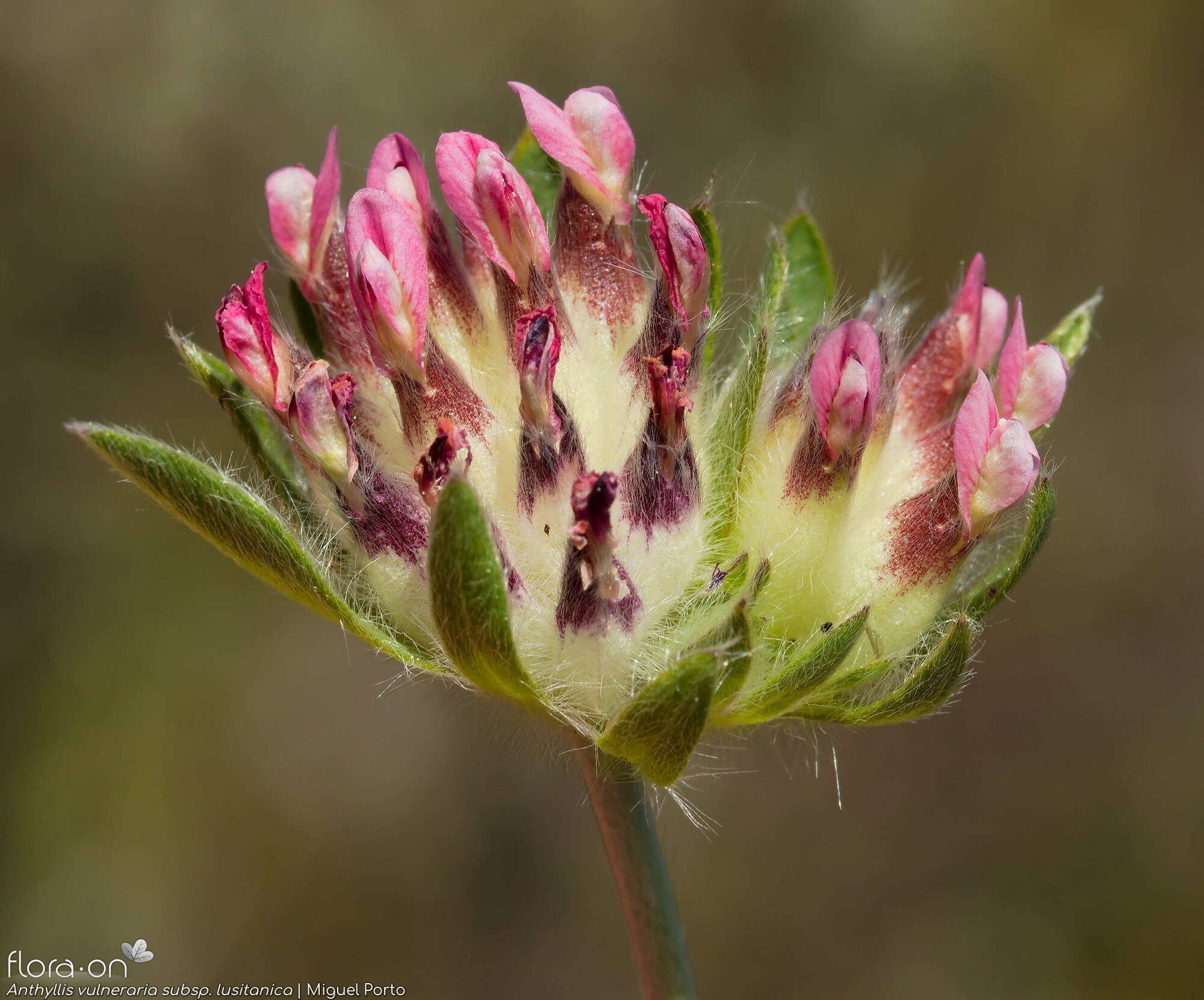 Anthyllis vulneraria - Flor (geral) | Miguel Porto; CC BY-NC 4.0