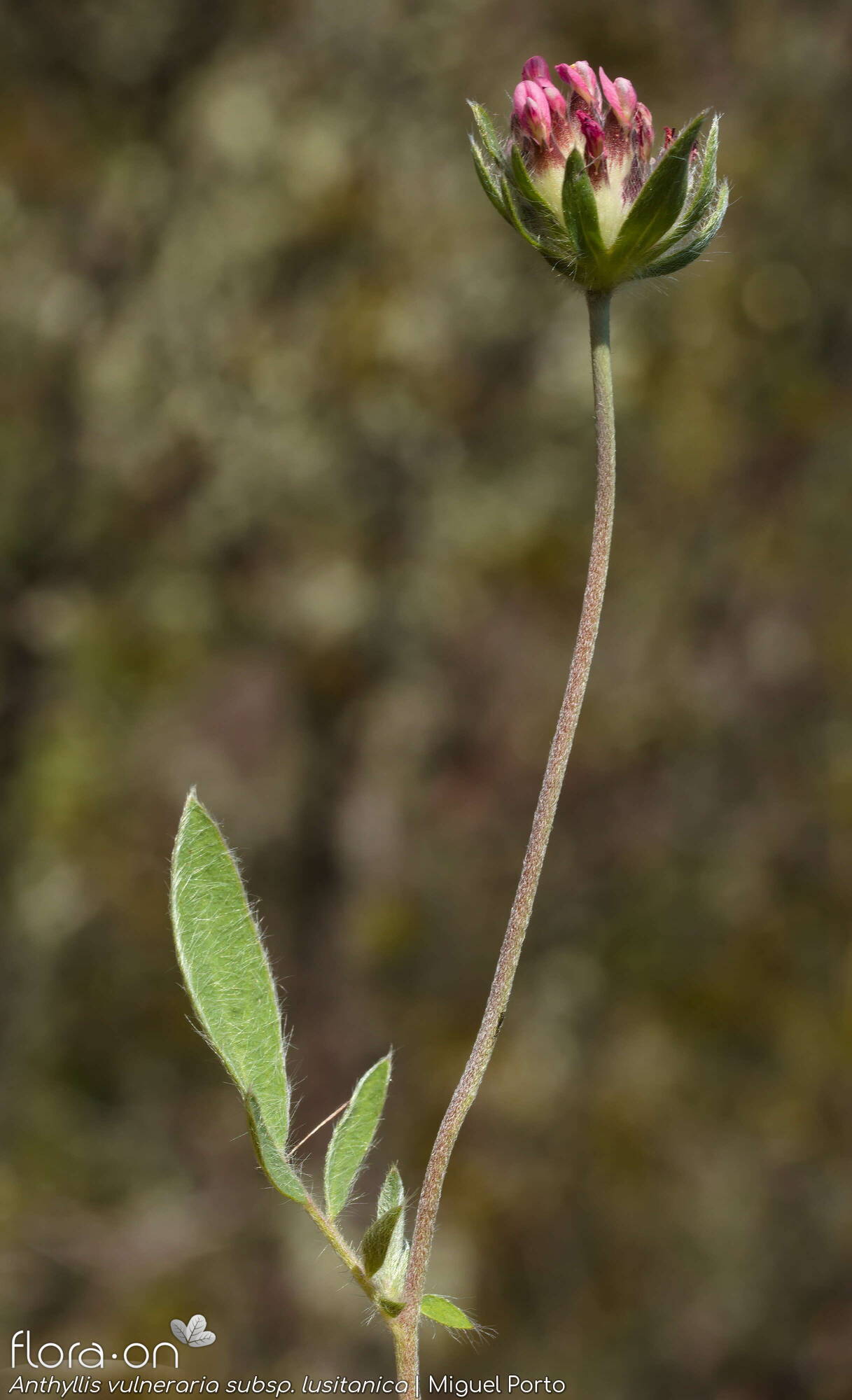 Anthyllis vulneraria - Flor (geral) | Miguel Porto; CC BY-NC 4.0