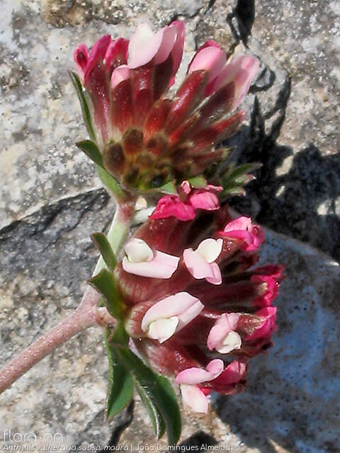 Anthyllis vulneraria - Flor (geral) | João Domingues Almeida; CC BY-NC 4.0
