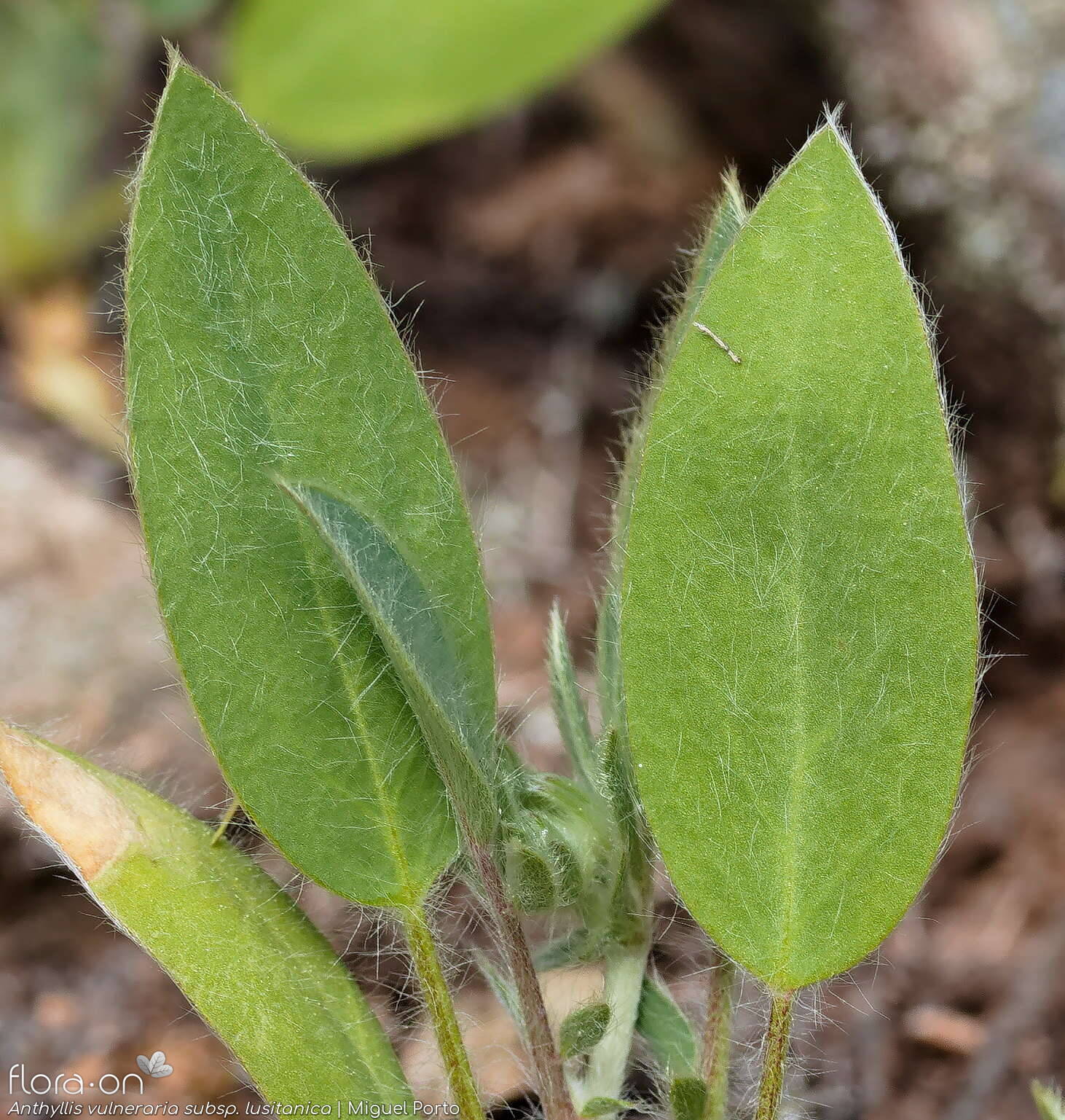 Anthyllis vulneraria - Folha | Miguel Porto; CC BY-NC 4.0