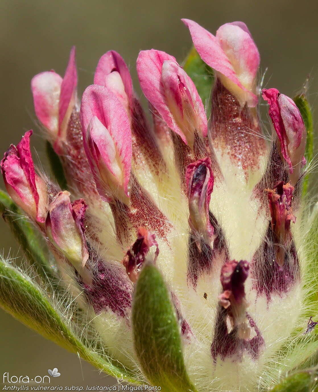 Anthyllis vulneraria - Flor (close-up) | Miguel Porto; CC BY-NC 4.0