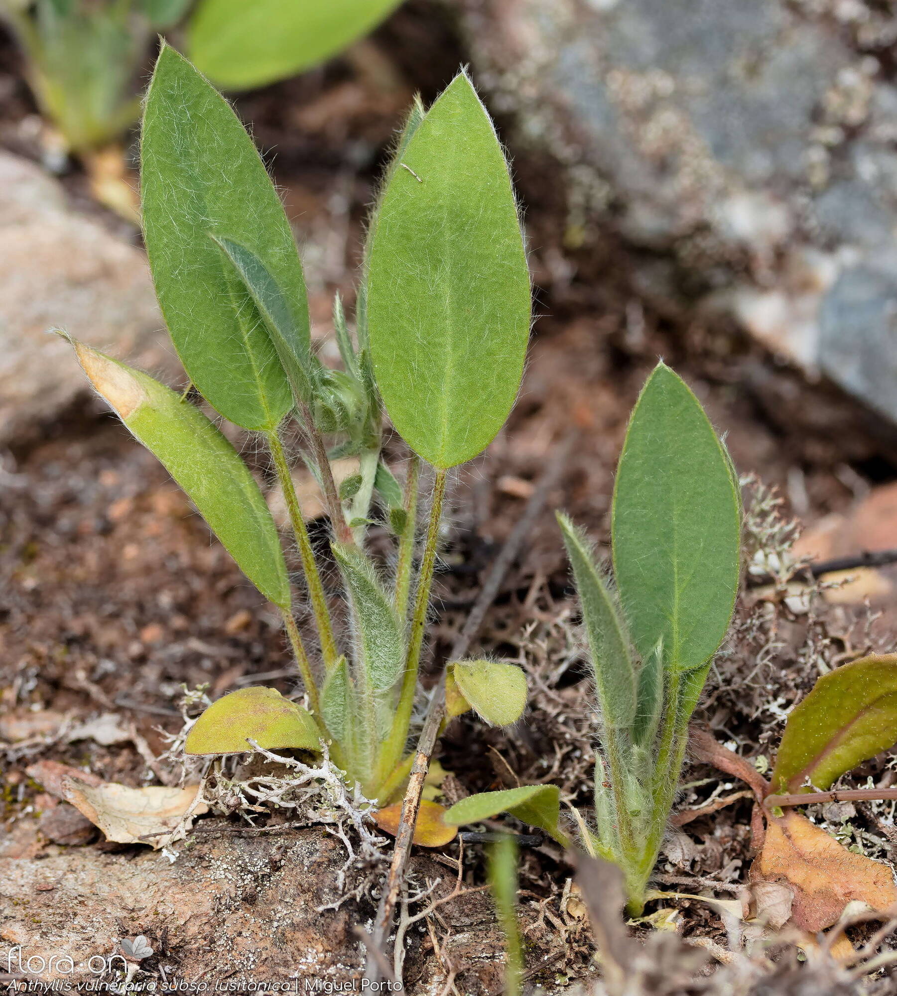 Anthyllis vulneraria - Folha (geral) | Miguel Porto; CC BY-NC 4.0