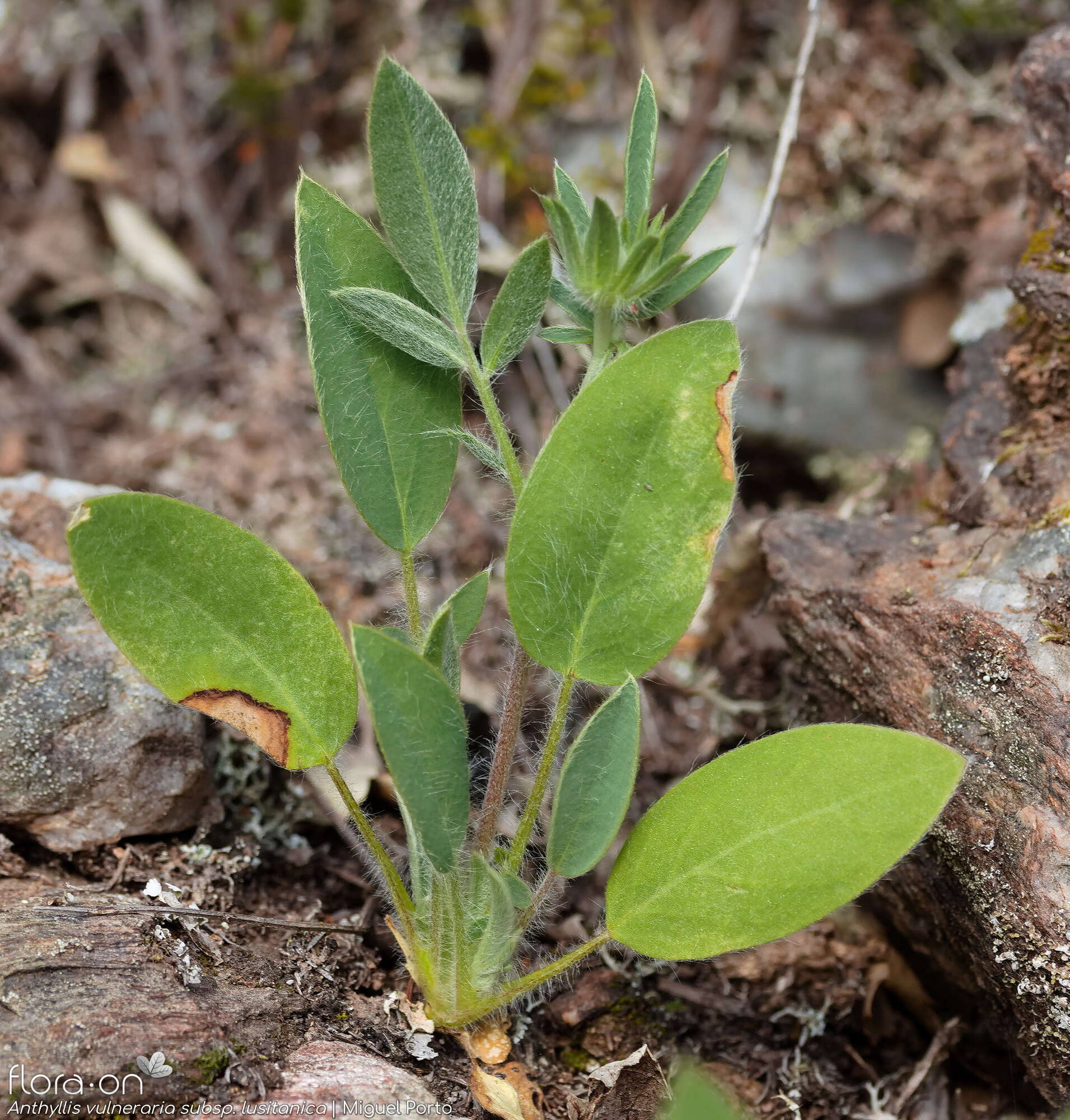 Anthyllis vulneraria - Folha (geral) | Miguel Porto; CC BY-NC 4.0