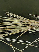 Antinoria agrostidea