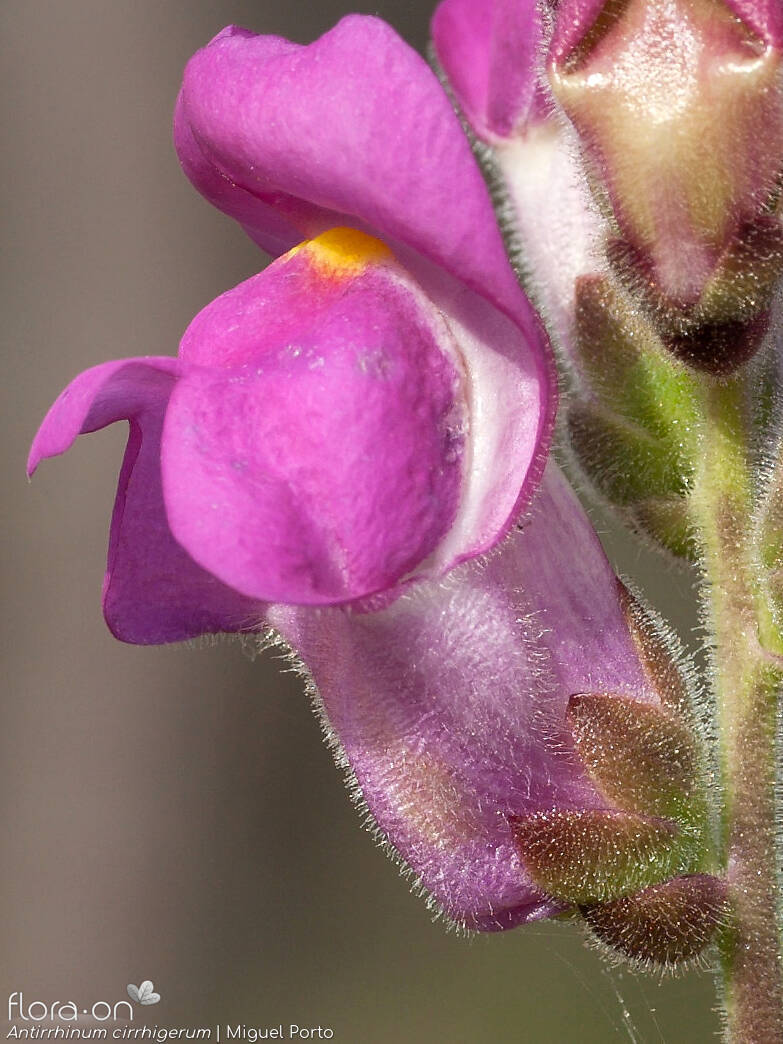 Antirrhinum cirrhigerum - Flor (close-up) | Miguel Porto; CC BY-NC 4.0