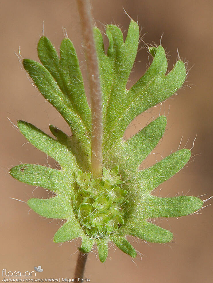 Aphanes cornucopioides - Flor (geral) | Miguel Porto; CC BY-NC 4.0