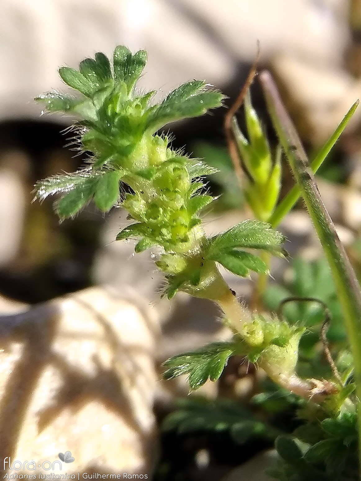 Aphanes lusitanica - Flor (geral) | Guilherme Ramos; CC BY-NC 4.0