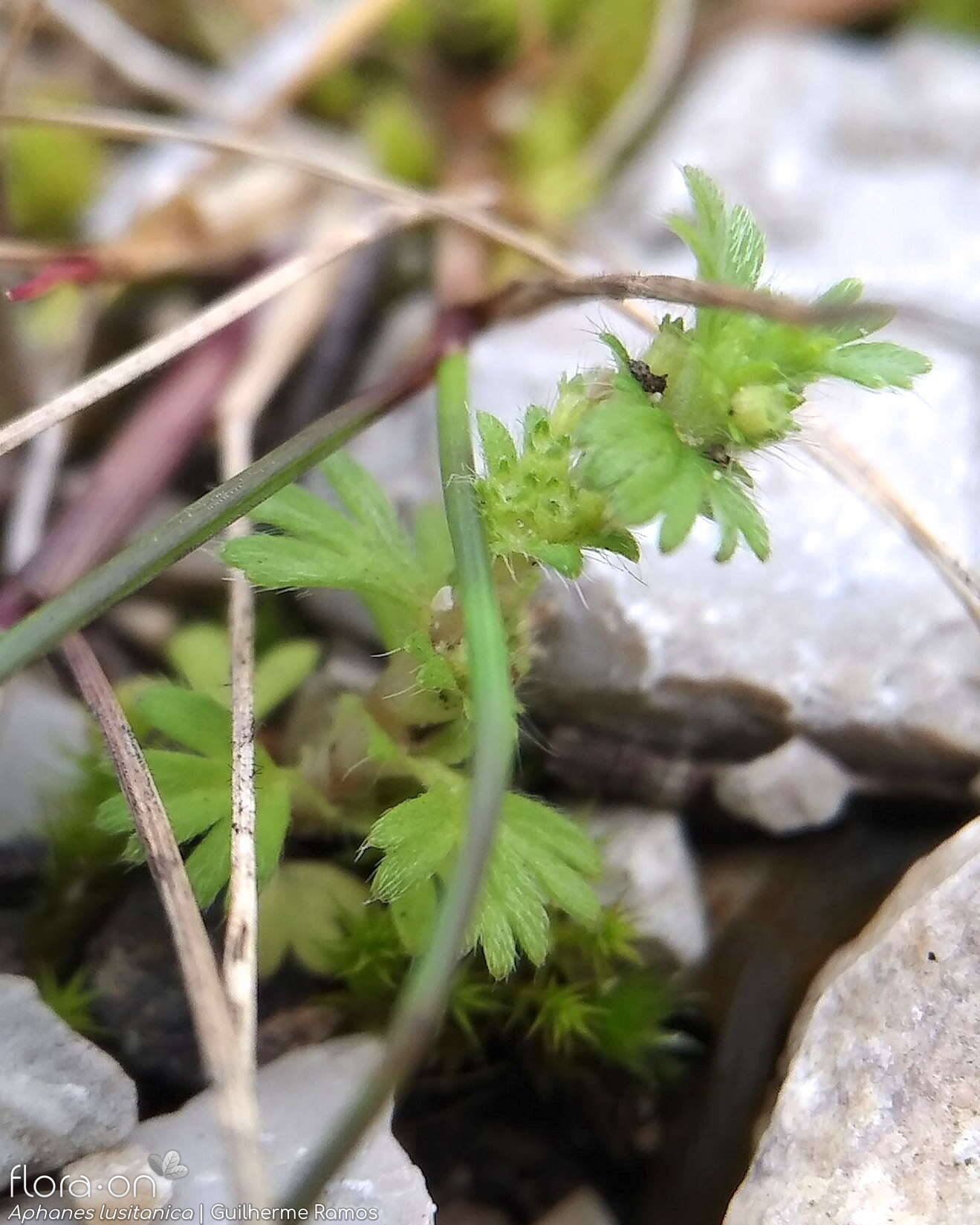 Aphanes lusitanica - Flor (geral) | Guilherme Ramos; CC BY-NC 4.0