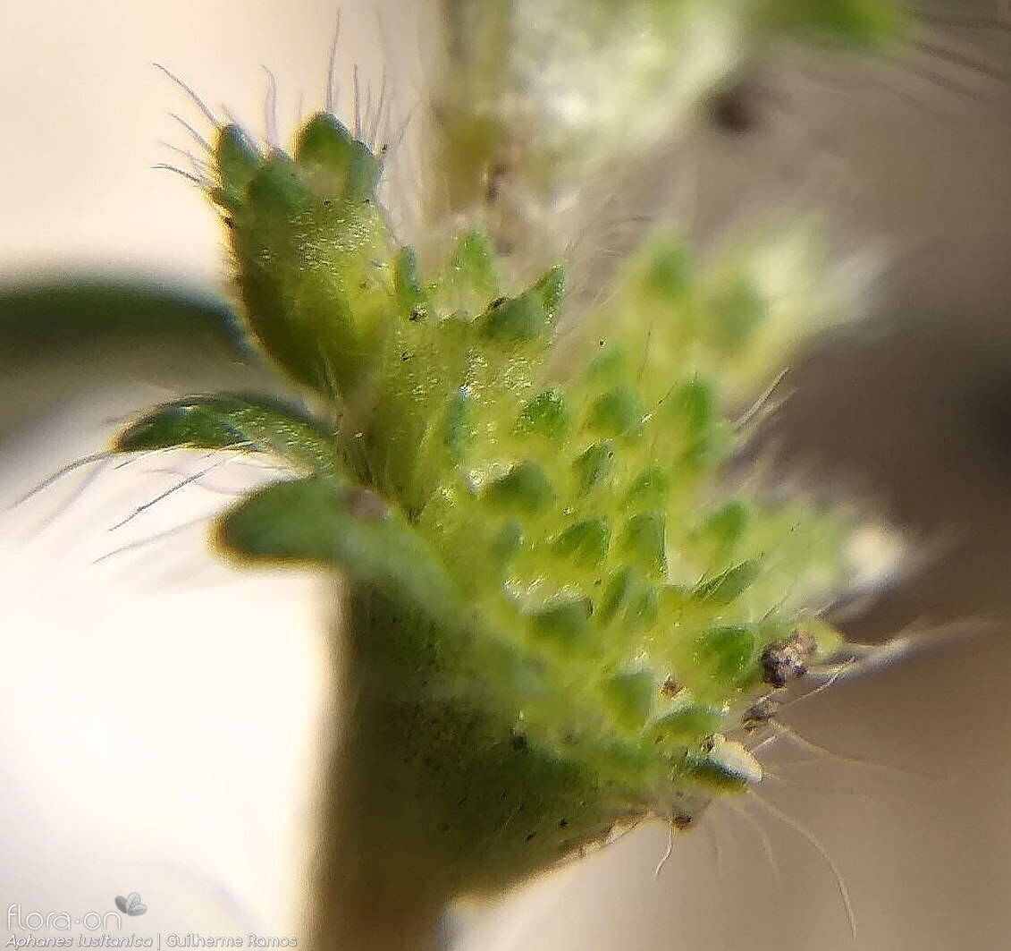 Aphanes lusitanica - Flor (close-up) | Guilherme Ramos; CC BY-NC 4.0