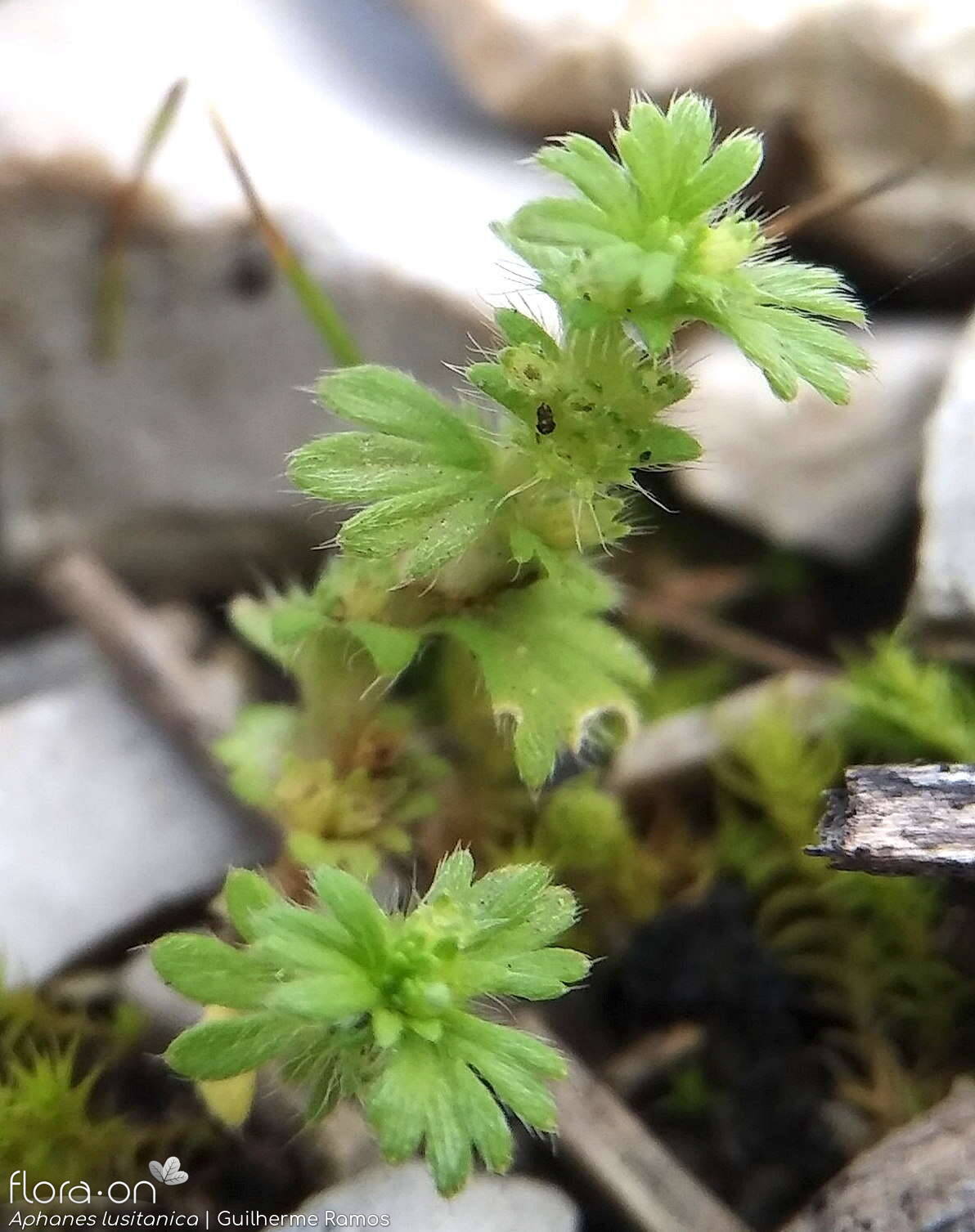 Aphanes lusitanica - Flor (geral) | Guilherme Ramos; CC BY-NC 4.0