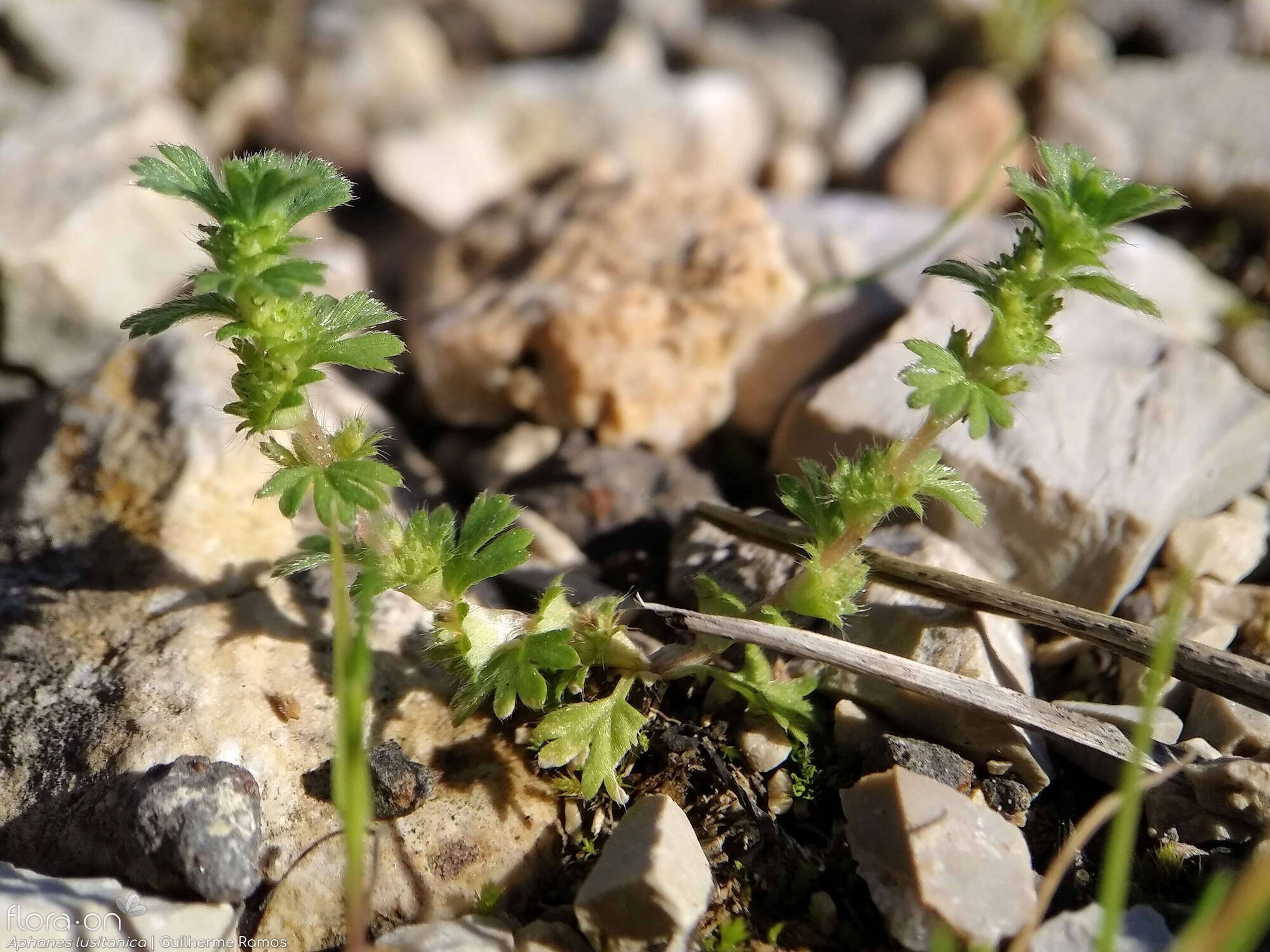 Aphanes lusitanica - Hábito | Guilherme Ramos; CC BY-NC 4.0