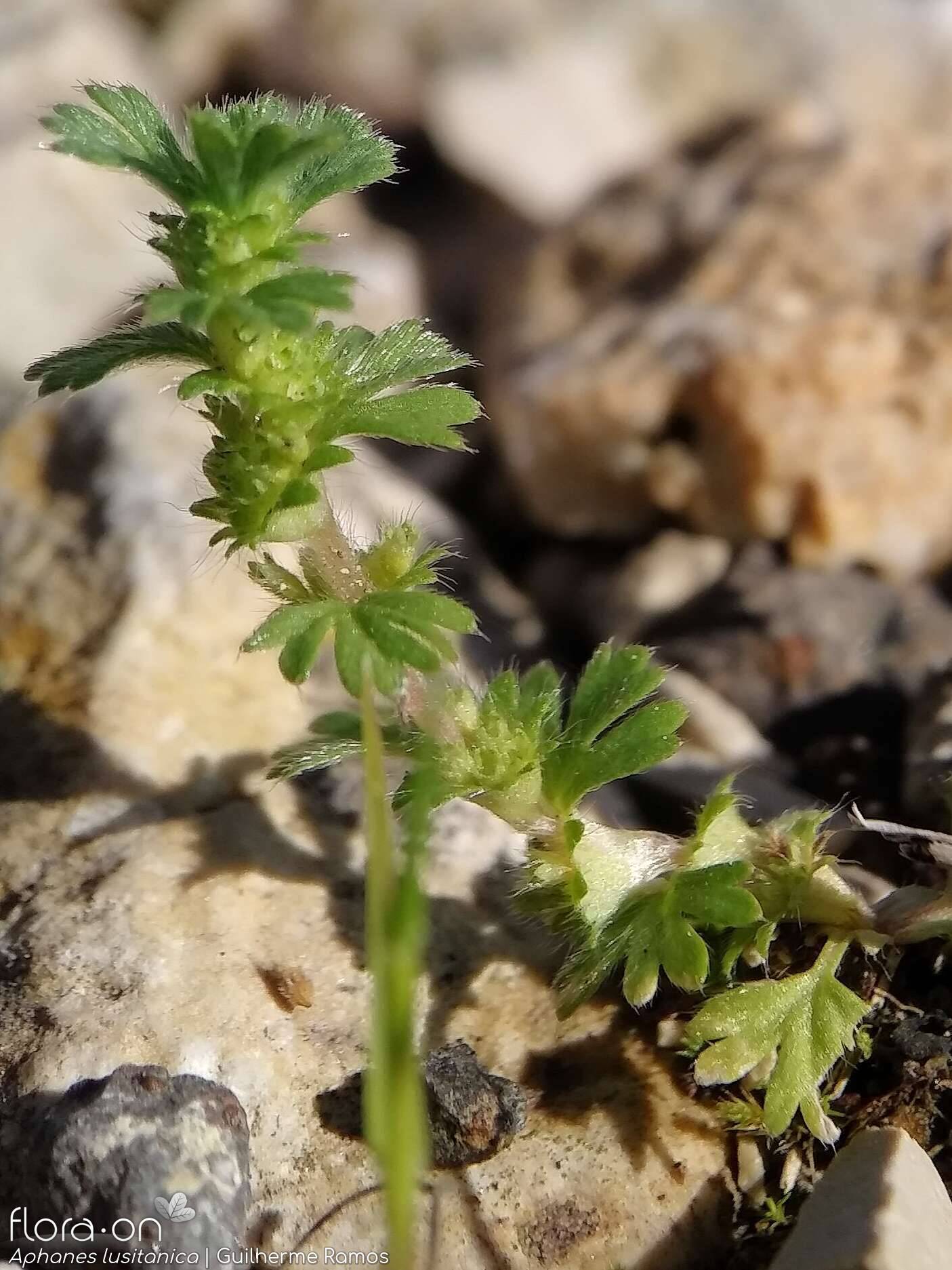 Aphanes lusitanica - Flor (geral) | Guilherme Ramos; CC BY-NC 4.0