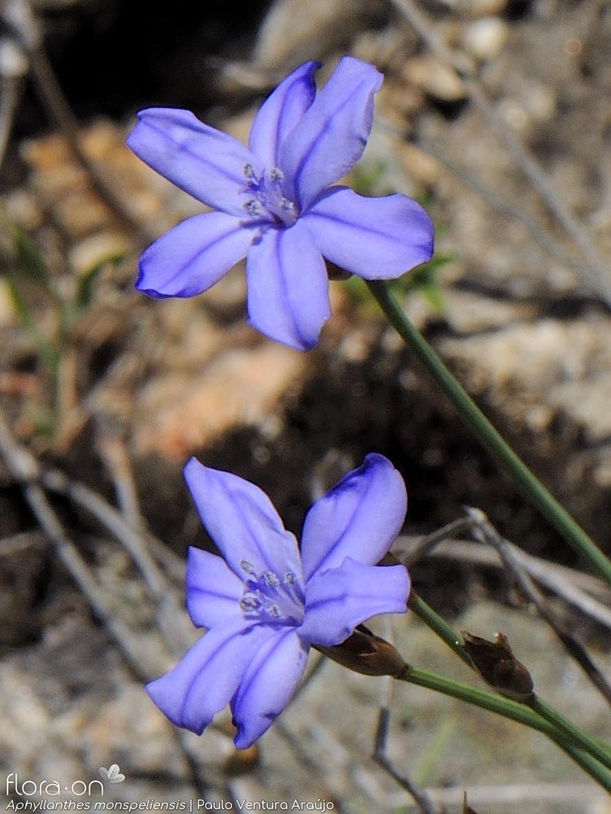 Aphyllanthes monspeliensis