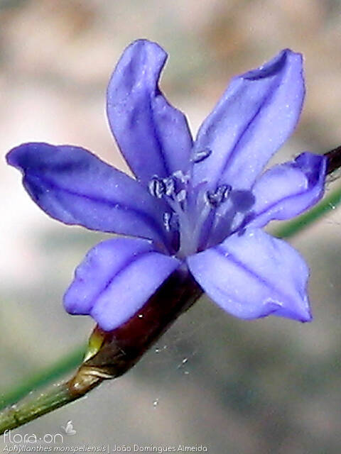 Aphyllanthes monspeliensis - Flor (close-up) | João Domingues Almeida; CC BY-NC 4.0