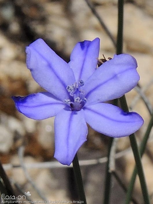 Aphyllanthes monspeliensis - Flor (close-up) | Paulo Ventura Araújo; CC BY-NC 4.0