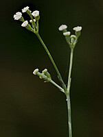 Apiaceae