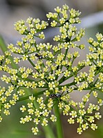 Apiaceae