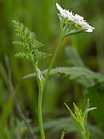 Apiaceae