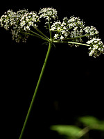 Apiaceae