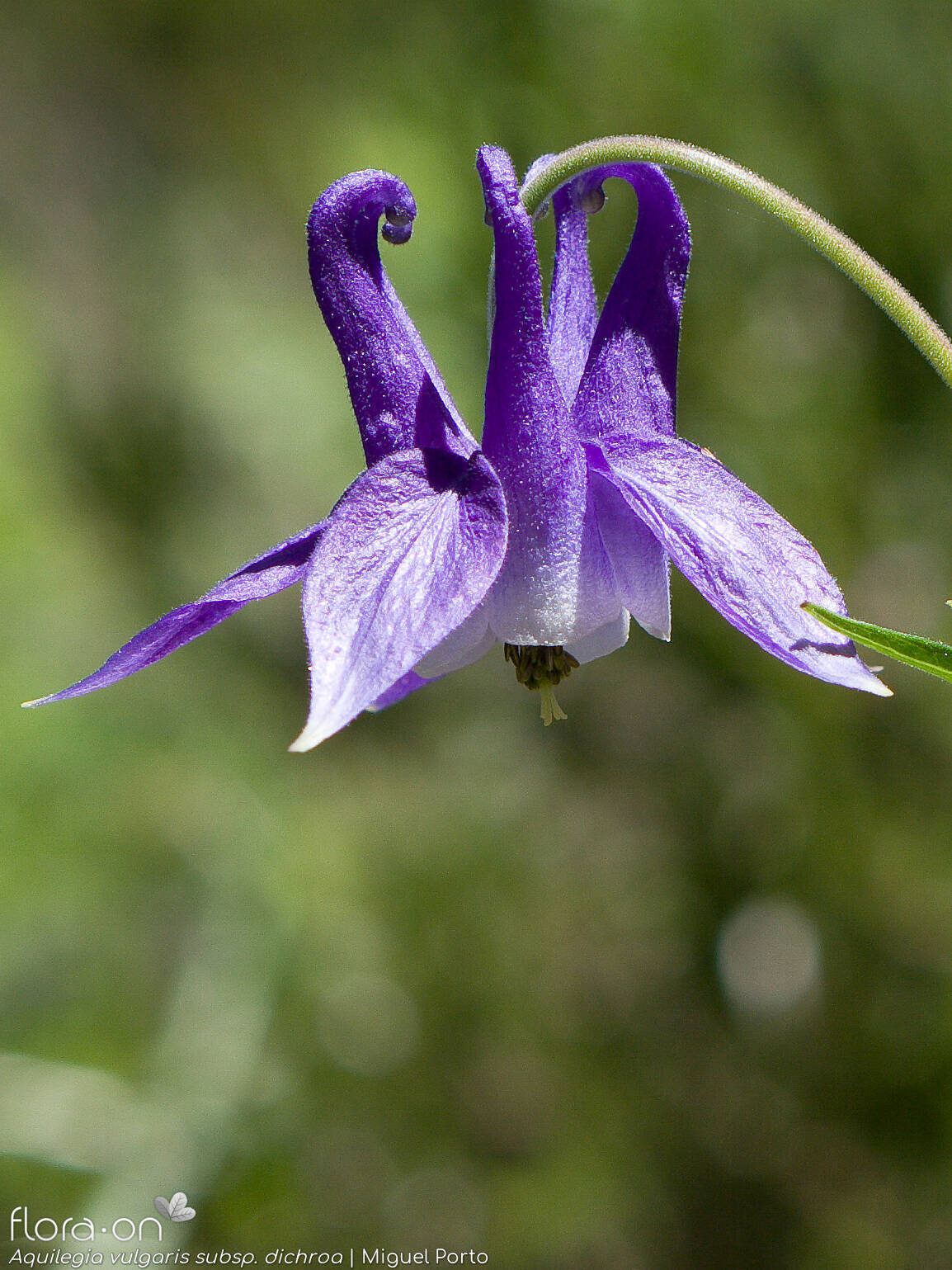 Aquilegia vulgaris - Flor (close-up) | Miguel Porto; CC BY-NC 4.0