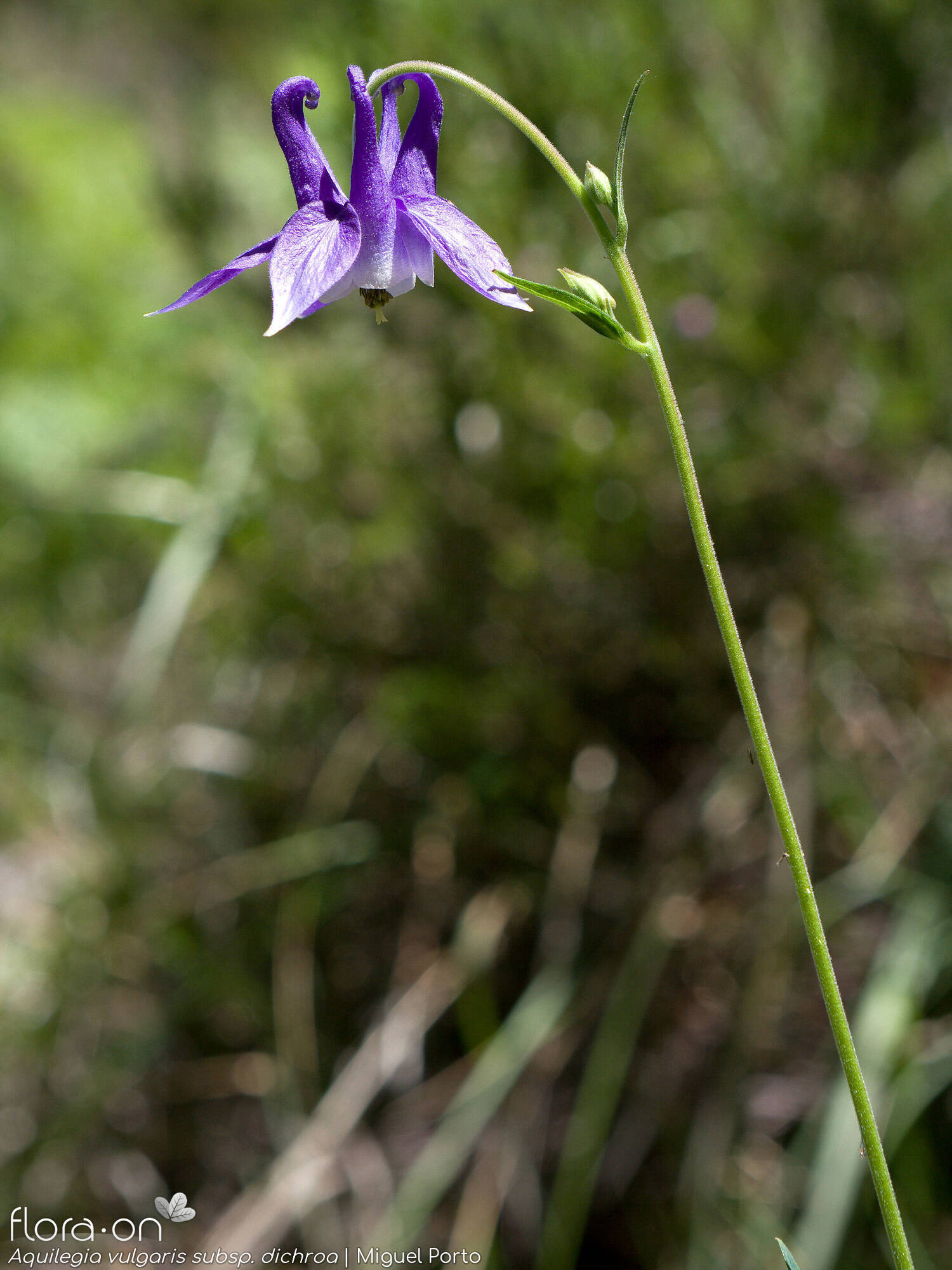 Aquilegia vulgaris - Flor (geral) | Miguel Porto; CC BY-NC 4.0