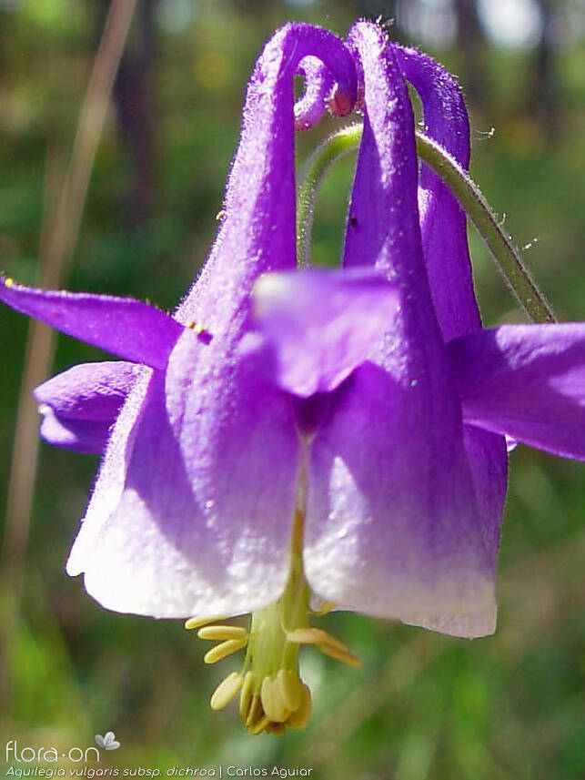 Aquilegia vulgaris - Flor (close-up) | Carlos Aguiar; CC BY-NC 4.0