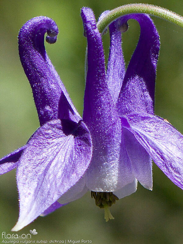Aquilegia vulgaris - Flor (close-up) | Miguel Porto; CC BY-NC 4.0