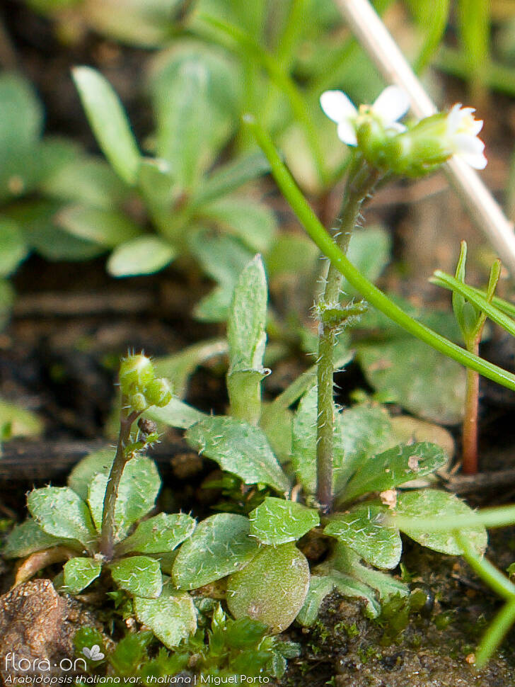 Arabidopsis thaliana thaliana - Hábito | Miguel Porto; CC BY-NC 4.0