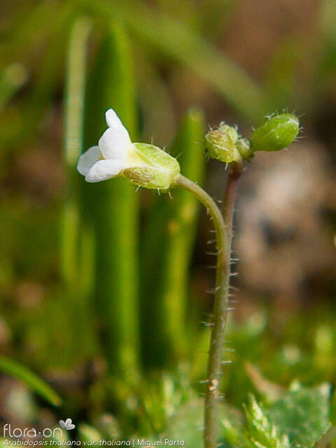 Arabidopsis thaliana thaliana - Flor (geral) | Miguel Porto; CC BY-NC 4.0