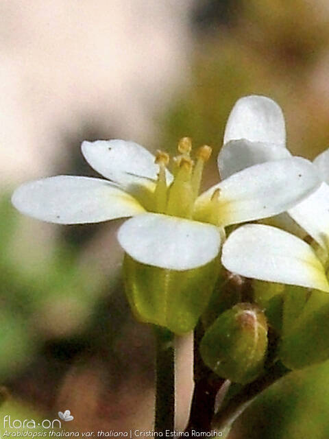 Arabidopsis thaliana thaliana - Flor (close-up) | Cristina Estima Ramalho; CC BY-NC 4.0