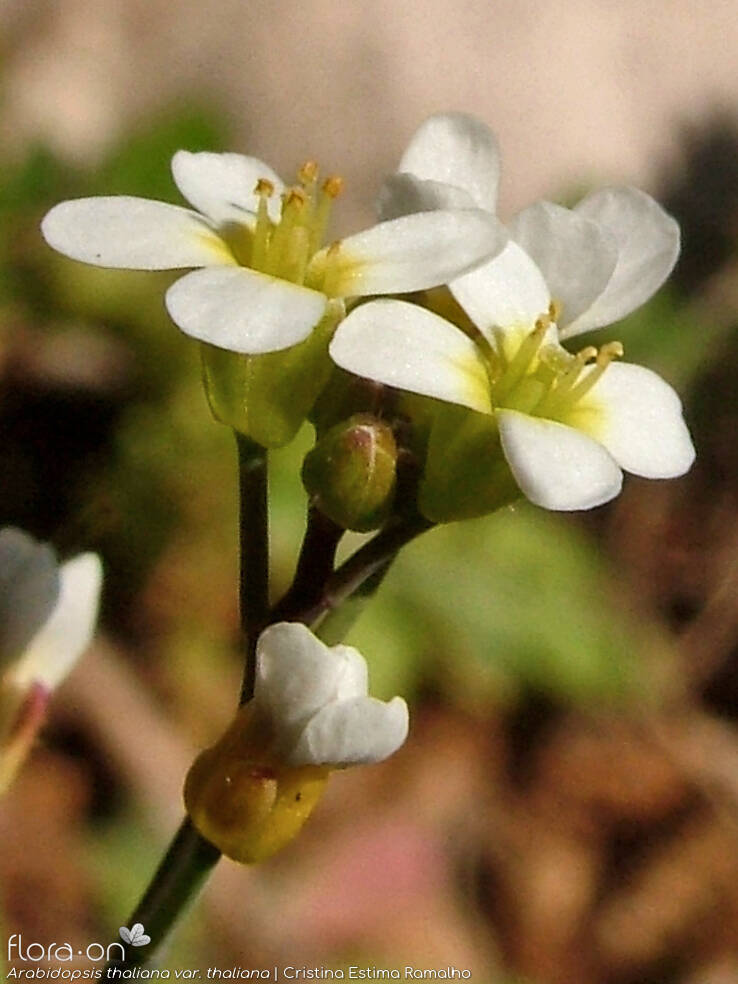 Arabidopsis thaliana