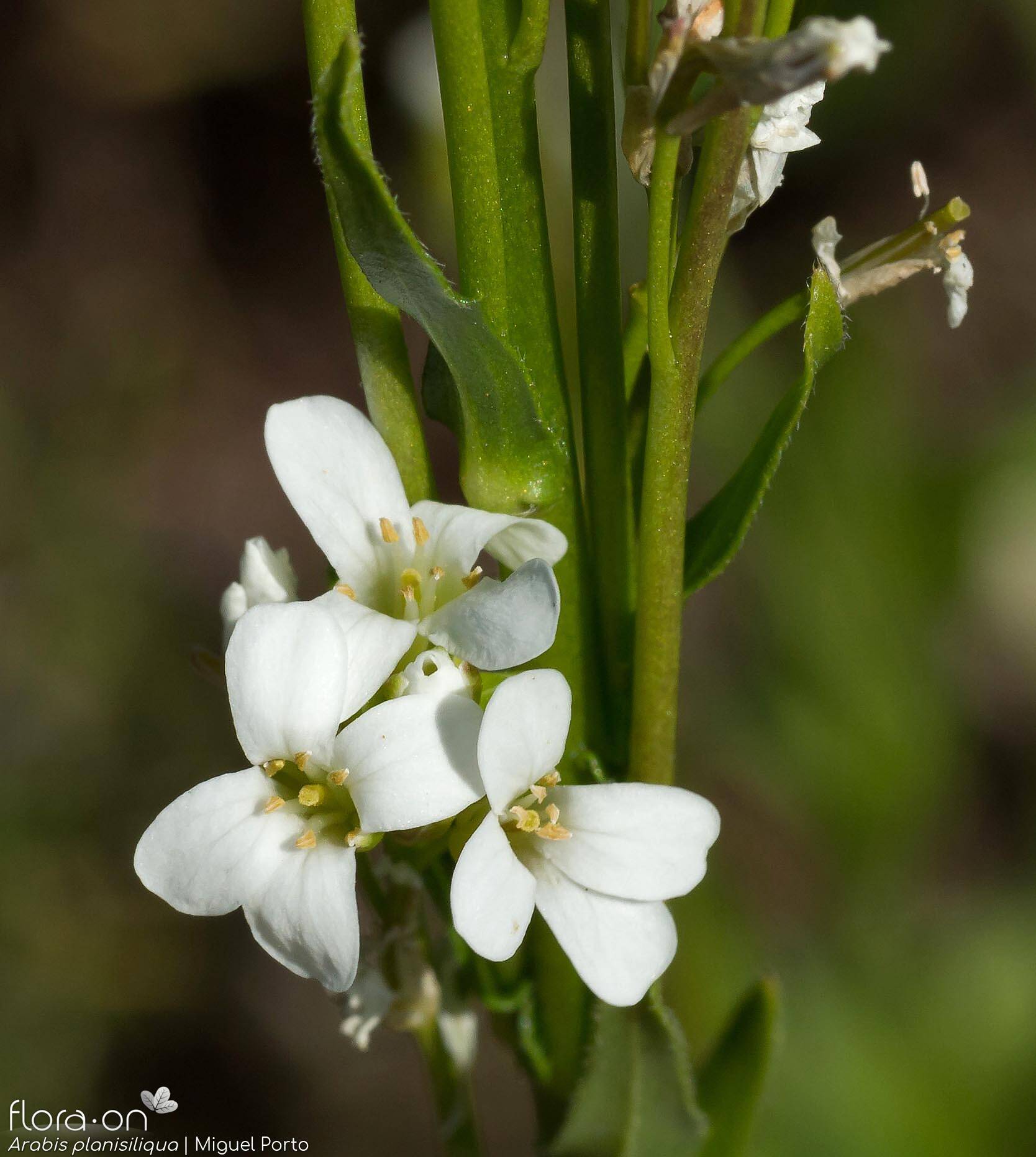 Arabis planisiliqua - Flor (close-up) | Miguel Porto; CC BY-NC 4.0