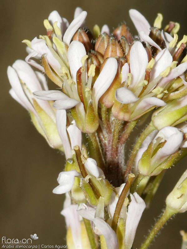 Arabis stenocarpa - Flor (close-up) | Carlos Aguiar; CC BY-NC 4.0