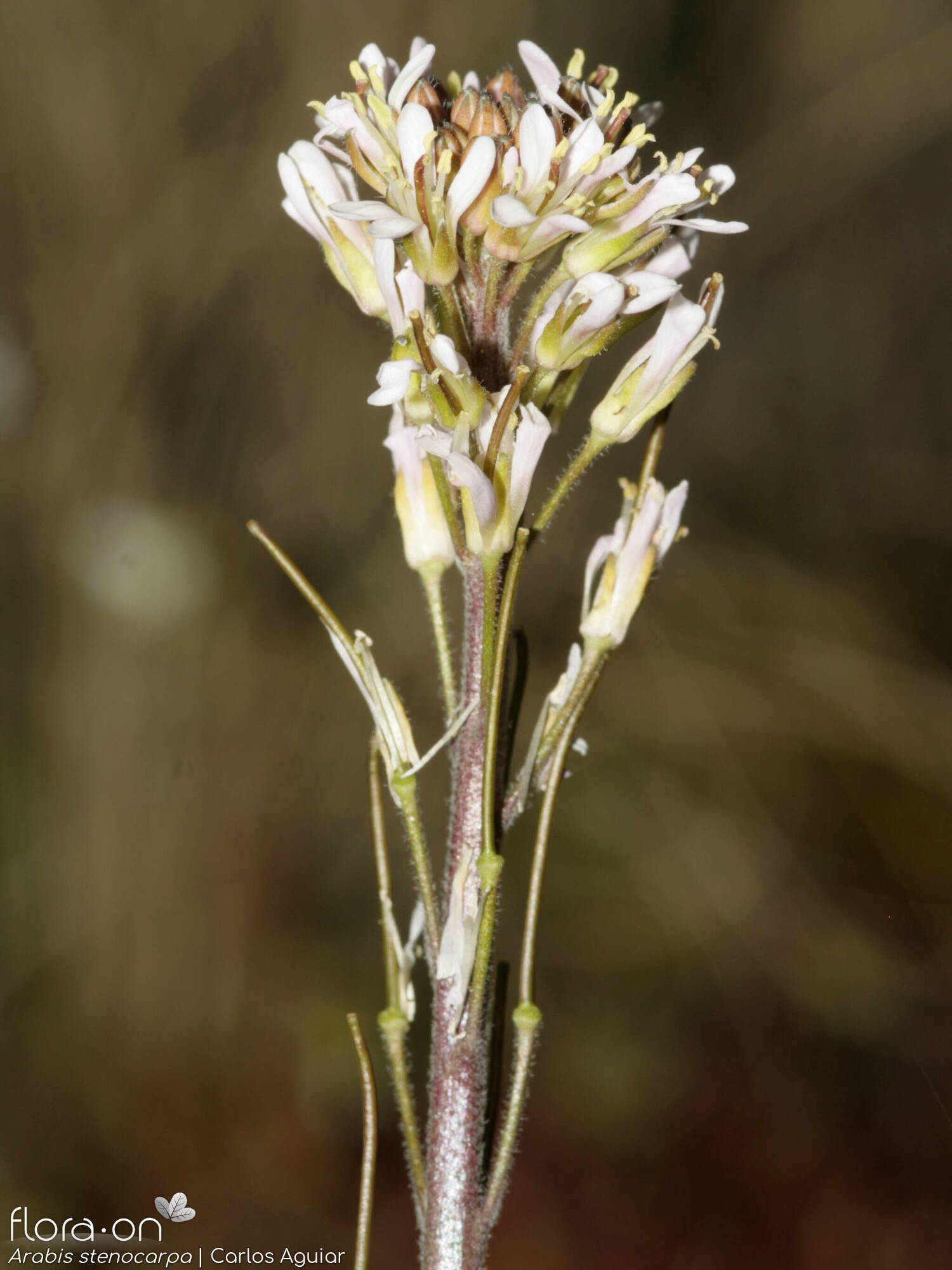 Arabis stenocarpa - Flor (geral) | Carlos Aguiar; CC BY-NC 4.0