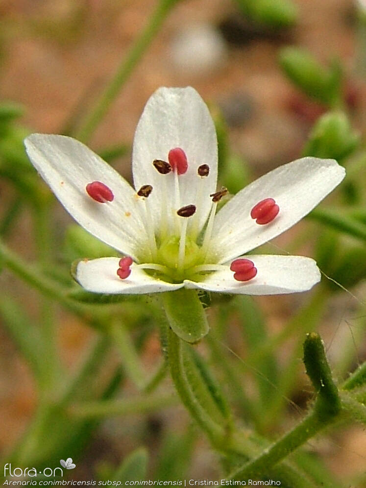 Arenaria conimbricensis conimbricensis - Flor (close-up) | Cristina Estima Ramalho; CC BY-NC 4.0
