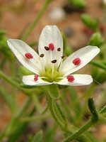 Arenaria conimbricensis