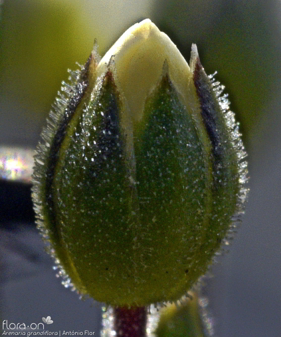 Arenaria grandiflora - Cálice | António Flor; CC BY-NC 4.0