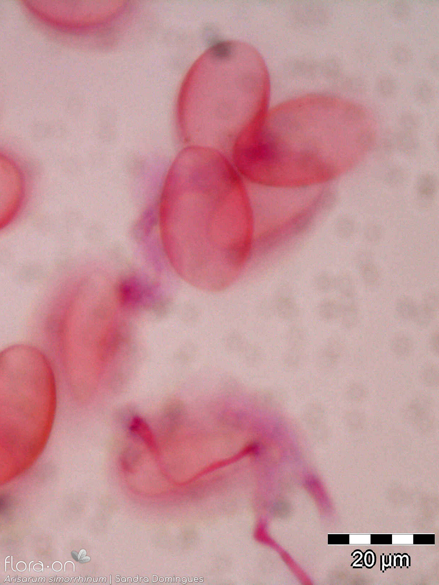 Arisarum simorrhinum - Pólen | Sandra Domingues; CC BY-NC 4.0