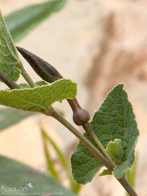 Aristolochia pistolochia - Caule | Miguel Porto; CC BY-NC 4.0