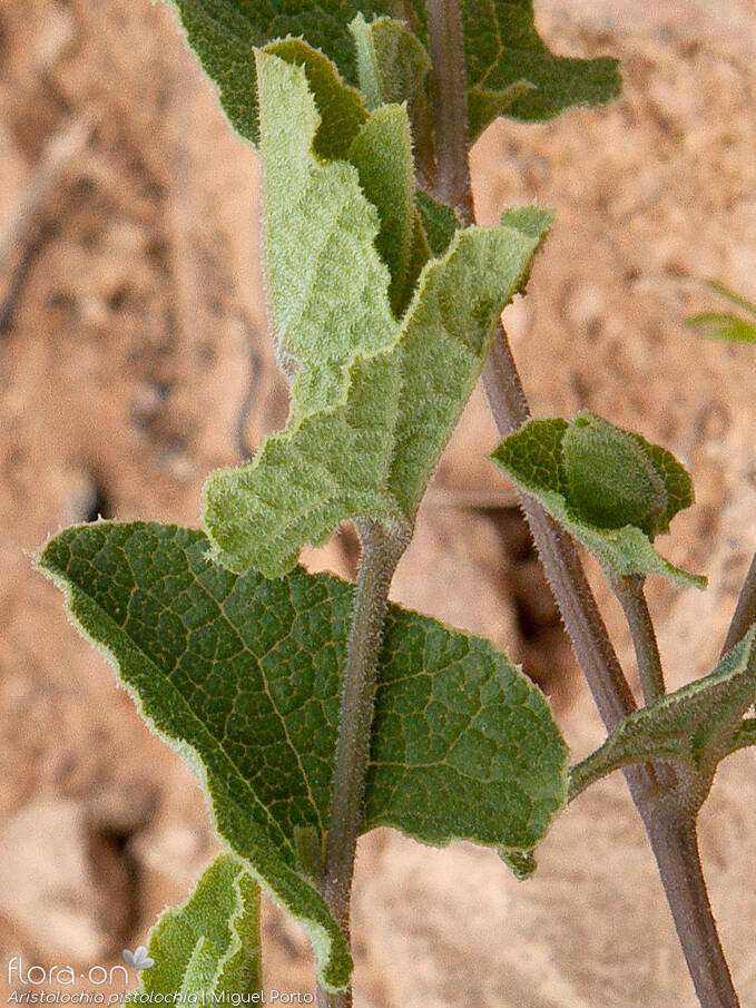 Aristolochia pistolochia - Folha | Miguel Porto; CC BY-NC 4.0