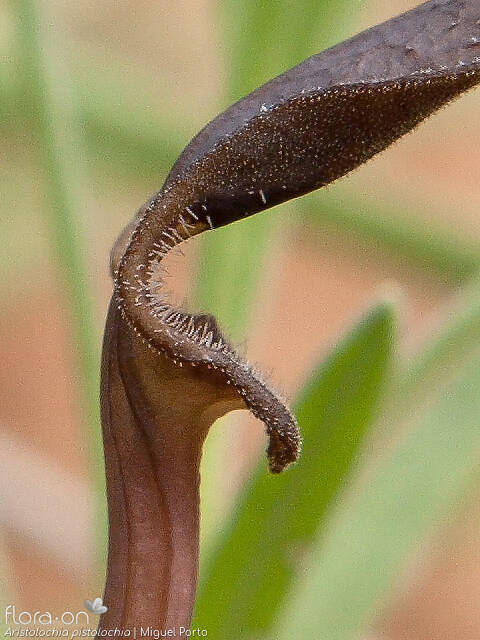 Aristolochia pistolochia - Flor (close-up) | Miguel Porto; CC BY-NC 4.0