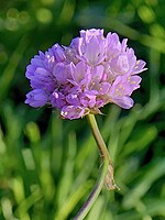 Armeria beirana