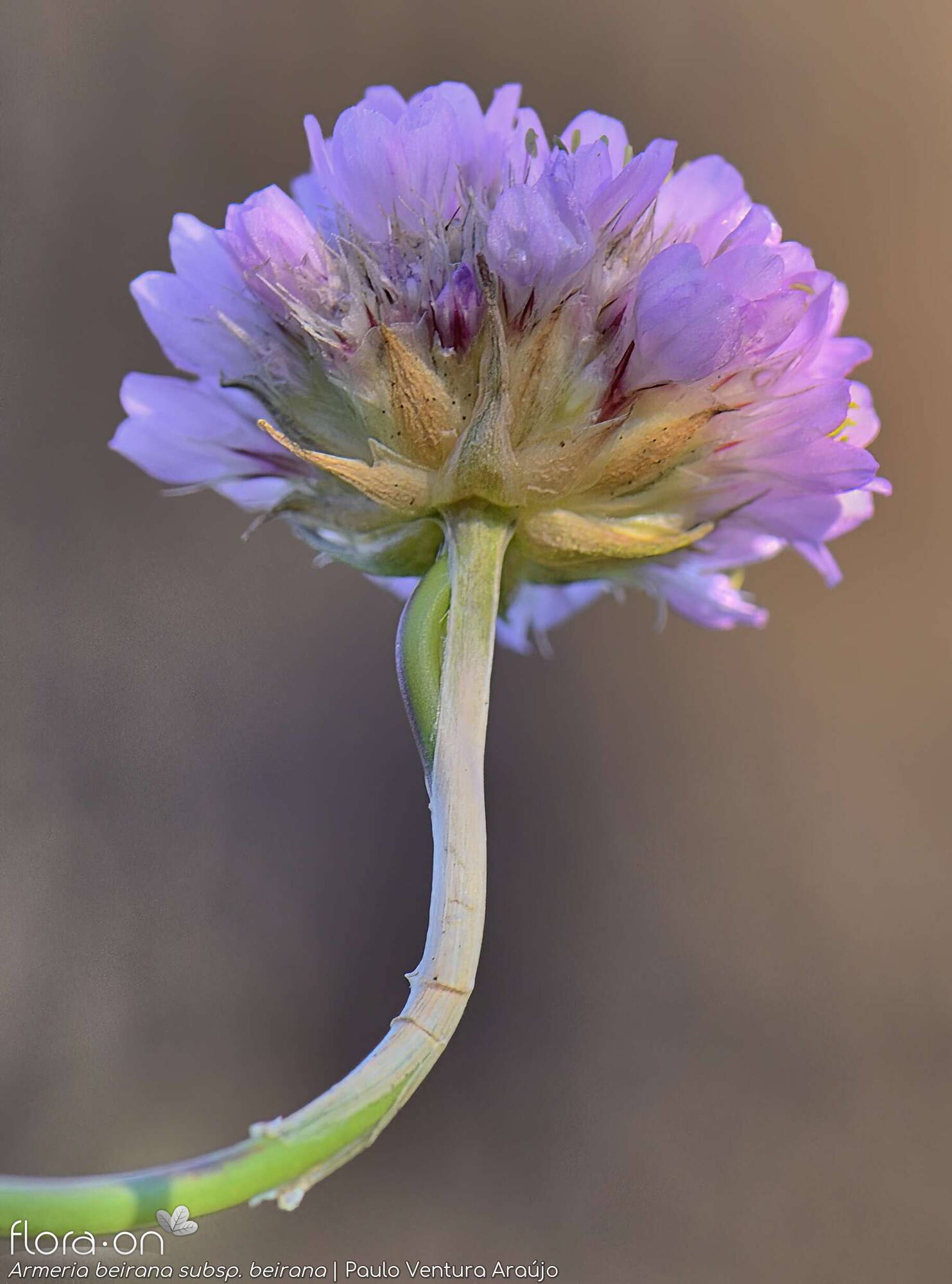 Armeria beirana - Bráctea | Paulo Ventura Araújo; CC BY-NC 4.0