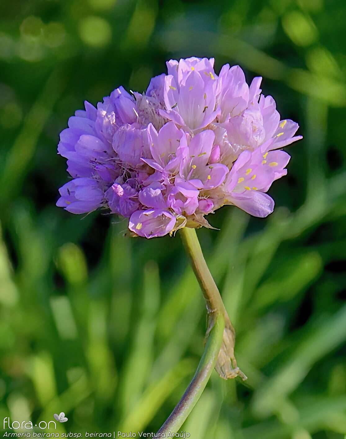 Armeria beirana - Flor (geral) | Paulo Ventura Araújo; CC BY-NC 4.0