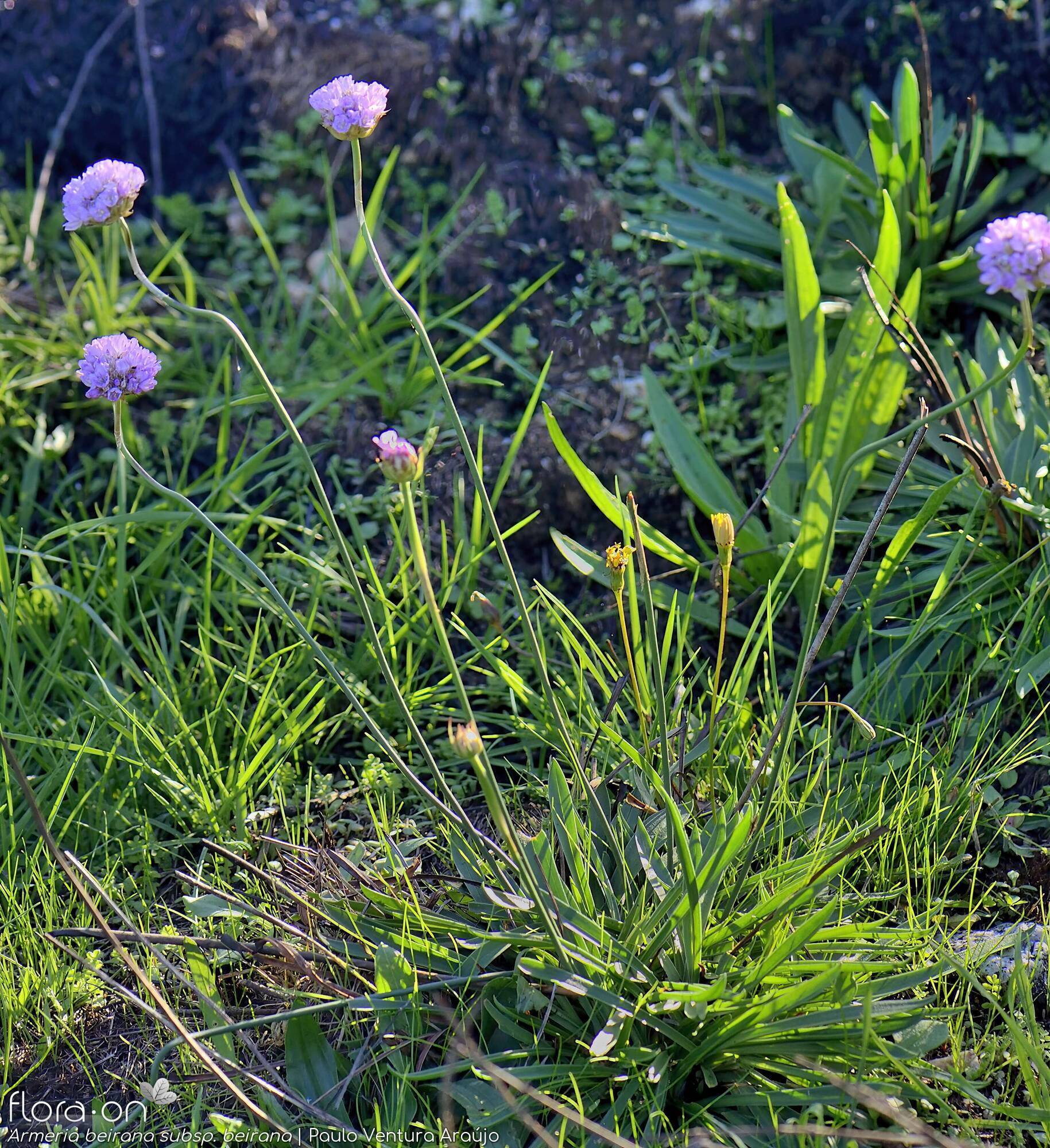 Armeria beirana - Hábito | Paulo Ventura Araújo; CC BY-NC 4.0