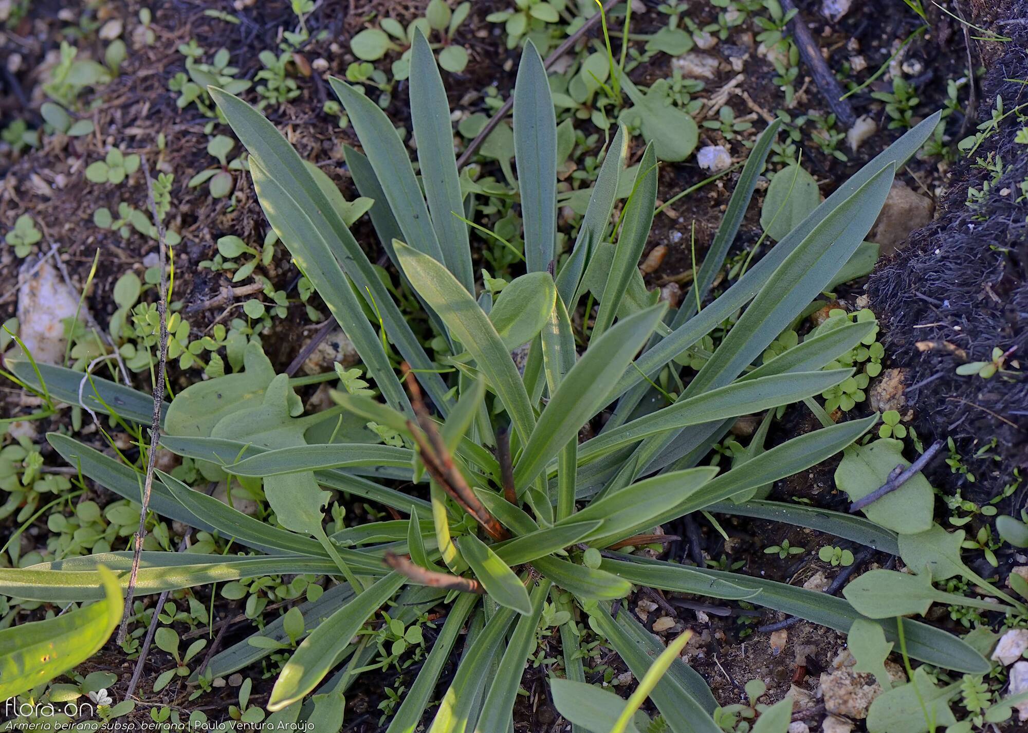 Armeria beirana - Folha (geral) | Paulo Ventura Araújo; CC BY-NC 4.0