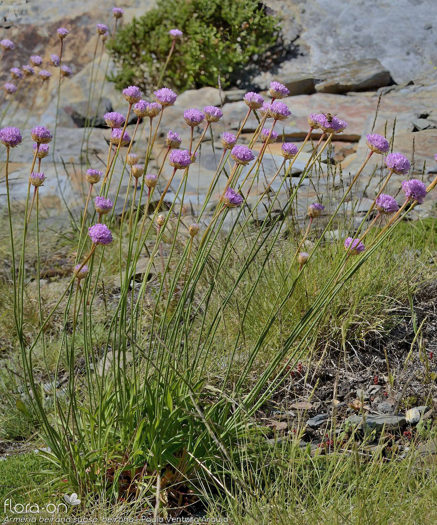 Armeria beirana - Hábito | Paulo Ventura Araújo; CC BY-NC 4.0